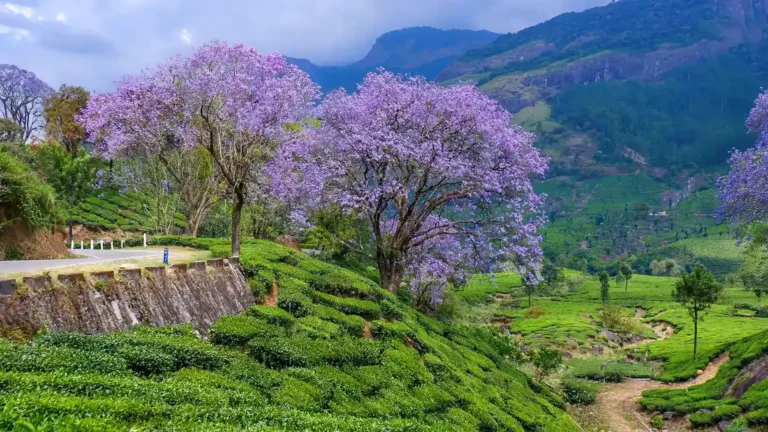 Munnar – The Misty Tea Paradise